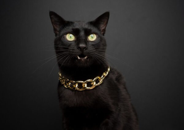 GATO NEGRO MODELO:##BG01_52 - Image 3